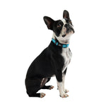 Load image into Gallery viewer, Reflective Collar - Neon Blue
